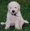 Komondor puppy "Brutis"